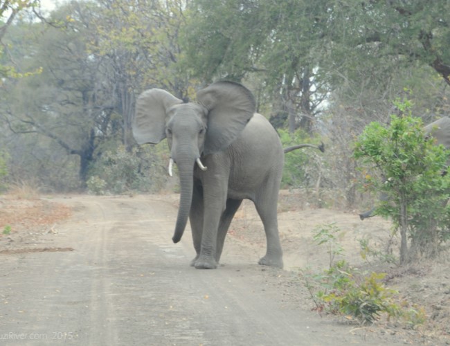 Luambe National Park